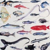 (H TOKYO) 深海魚図譜