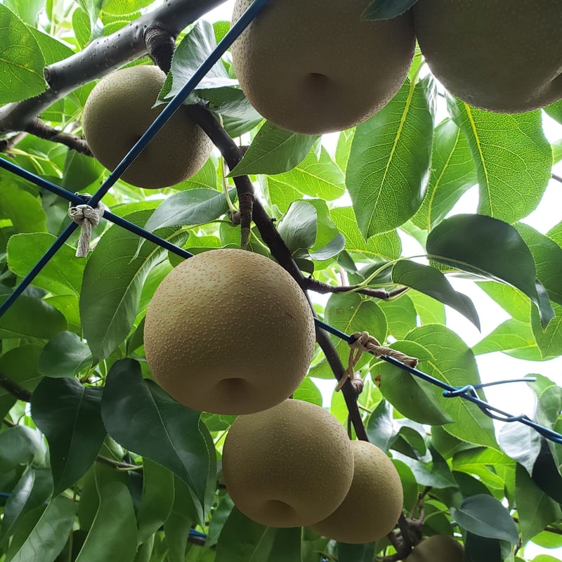 当日発送可］呉羽梨 新興10kg 減農薬有機栽培 規格外 294