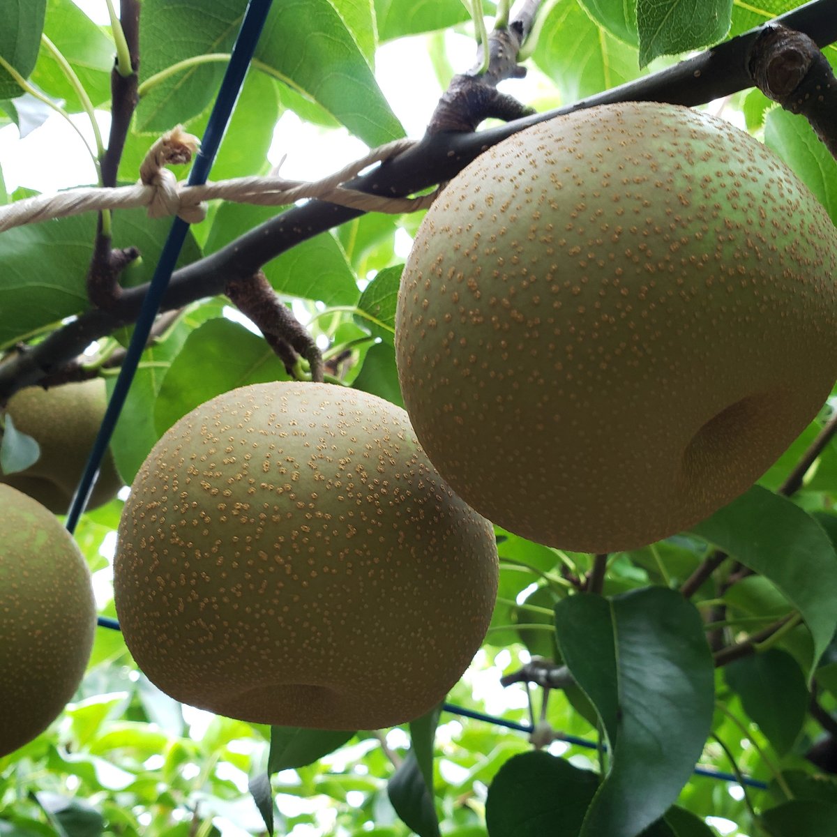 呉羽梨2025【幸水】32玉／10kg（16玉×2段） | 呉羽梨の直売所、全国