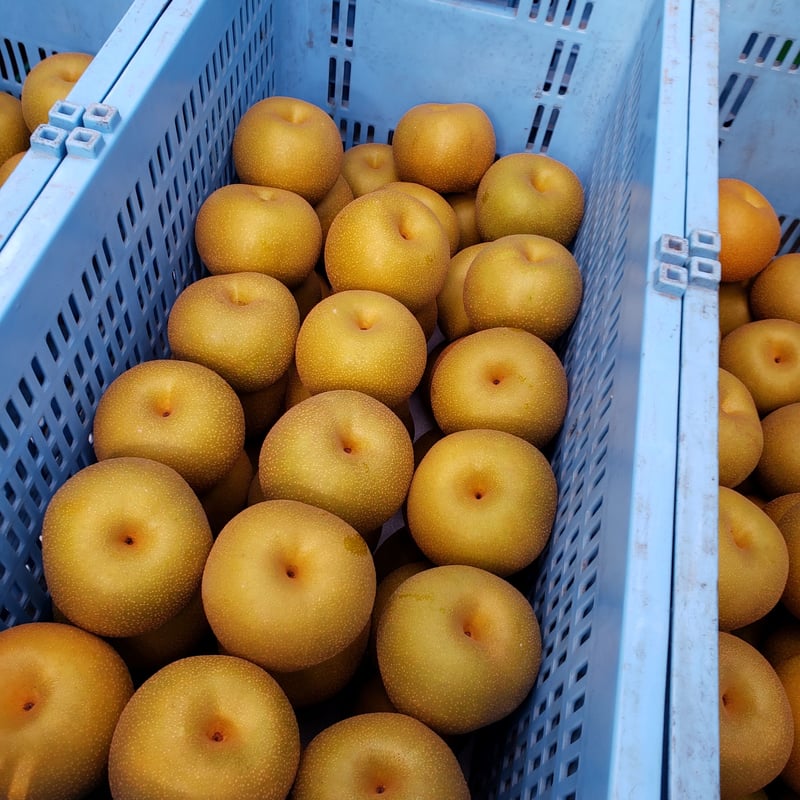 お買い得商品】富山県産呉羽梨（新高）規格外10kg 呉羽梨2025【幸水】
