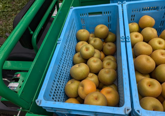 当日発送可］呉羽梨 新興 10kg 減農薬有機栽培 規格外 291