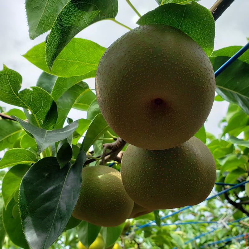 呉羽梨2025【幸水】14玉／5kg（14玉×1段） | 呉羽梨の直売所