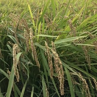 ヒシイケ家の淡路島産・お米（玄米） ［2022年度産］30kg