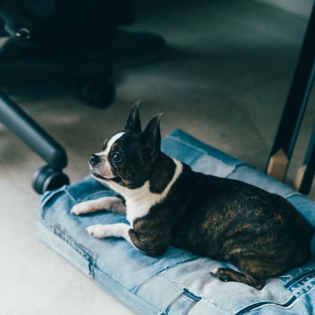 BUDDY BED (SQUARE)