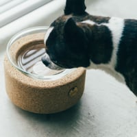 BUDDY BOWL (GLASS)