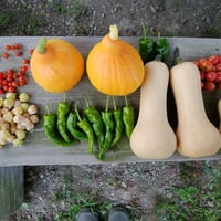 夏の旬野菜セット