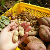 秋の野菜セット
