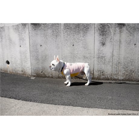 UCLA BEARプリントメッシュタンク（ベビーピンク）