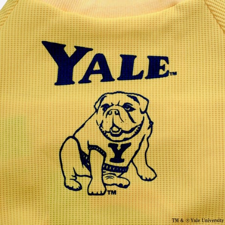 YALEダンプリントワッフルTシャツ（イエロー)