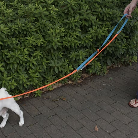 Convertible  Brass Leash （Red/Bluebird）