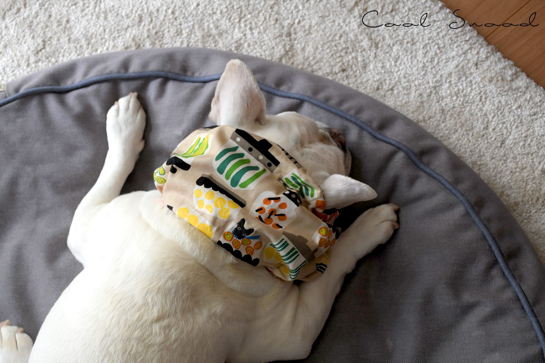 Bowders Border | バウダーズボーダー | フレンチブルドッグの犬服と雑貨