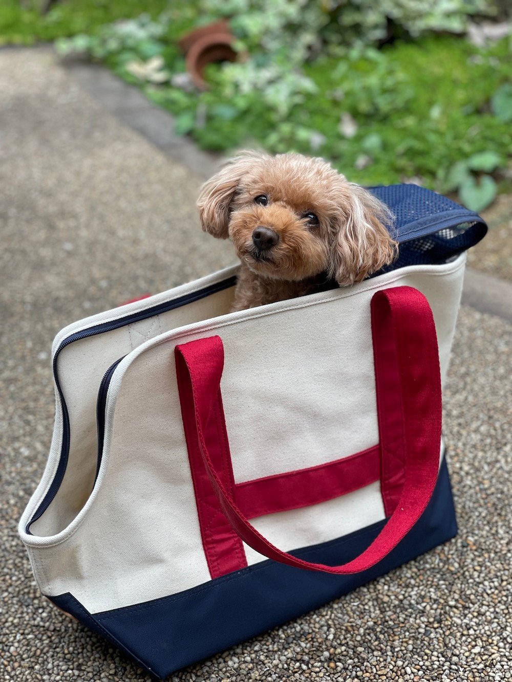 ドッグキャリーキャンバストートバッグ（オフホワイト×レッド
