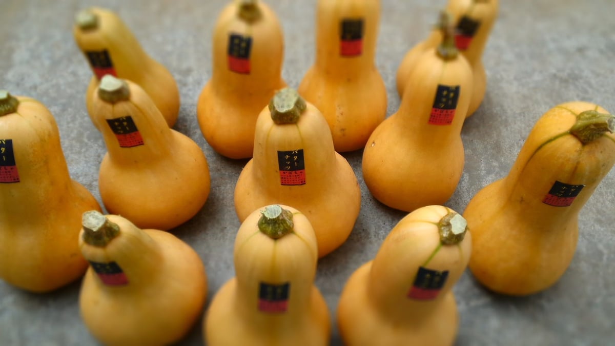 完熟バターナッツかぼちゃ　２０kg うんまい！＞バターナッツかぼちゃ【20kg】：群馬県産の