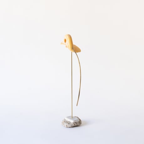 deep-sea duck