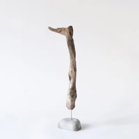 meerkat