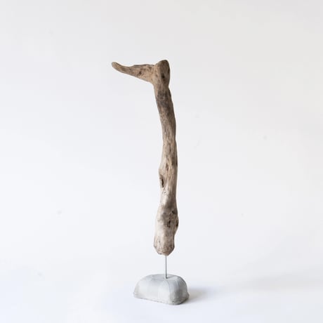 meerkat