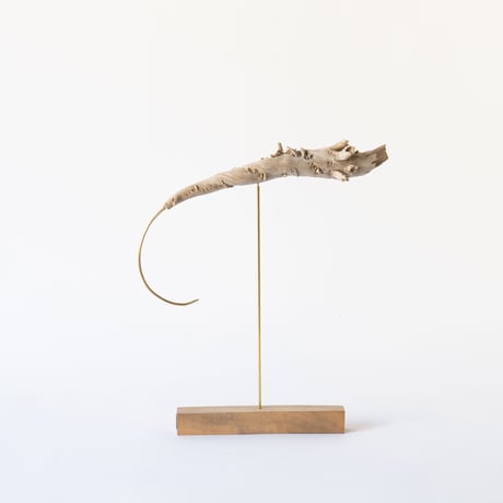 deep-sea prawn