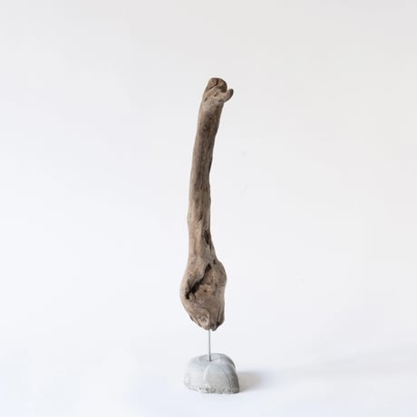 meerkat