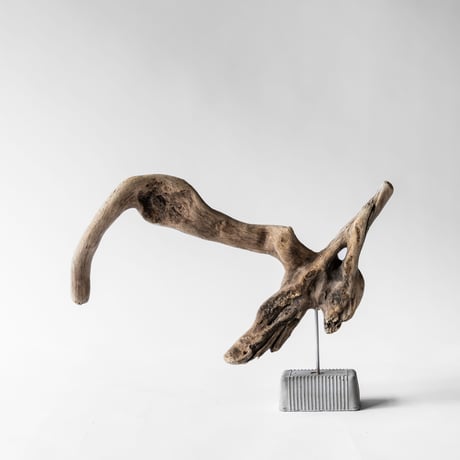 pelican
