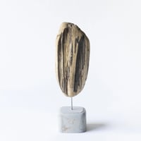 sunflower seed_A