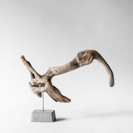 pelican
