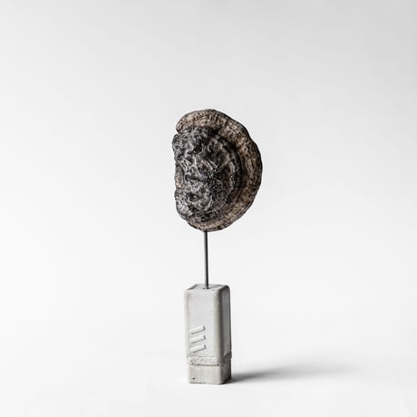 fossil