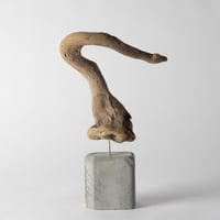 plesiosaur_B