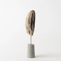 sunflower seed_B