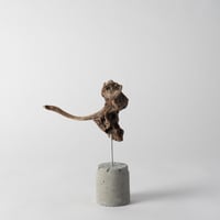 ostrich_B
