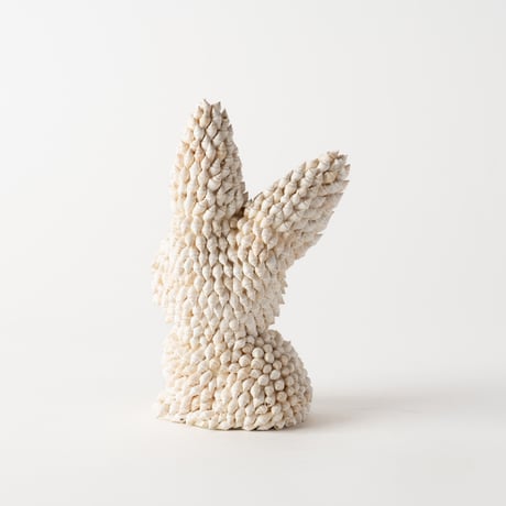 shell rabbit