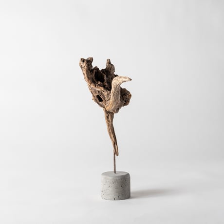 ostrich_A