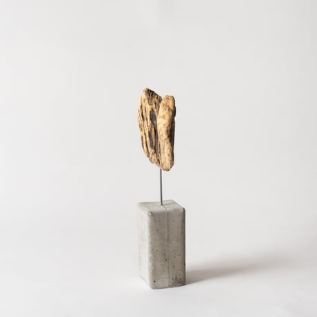 spalted_B