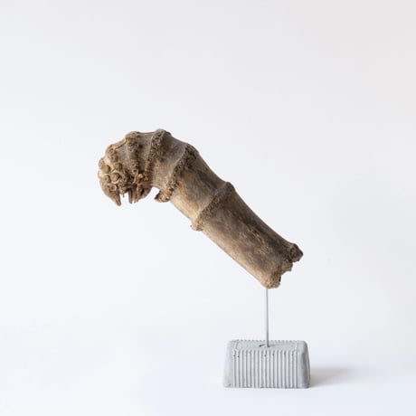 moth larvae