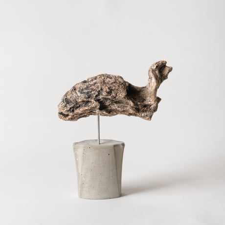turtle_C