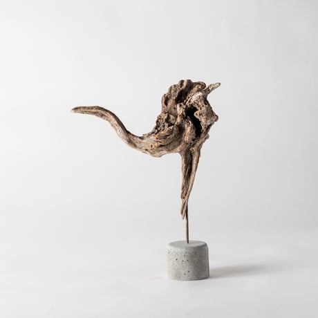 ostrich_A