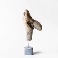 cassowary_B