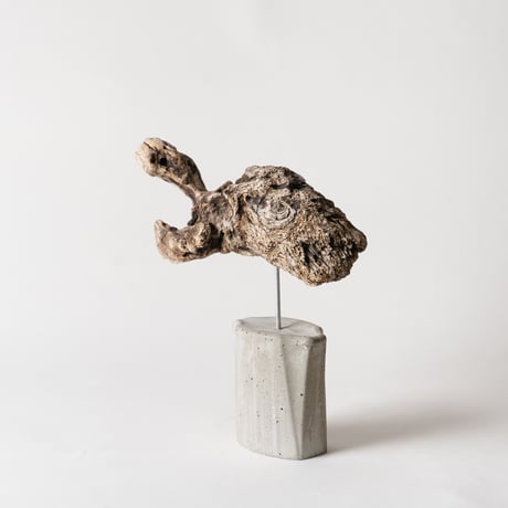turtle_C