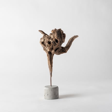 ostrich_A