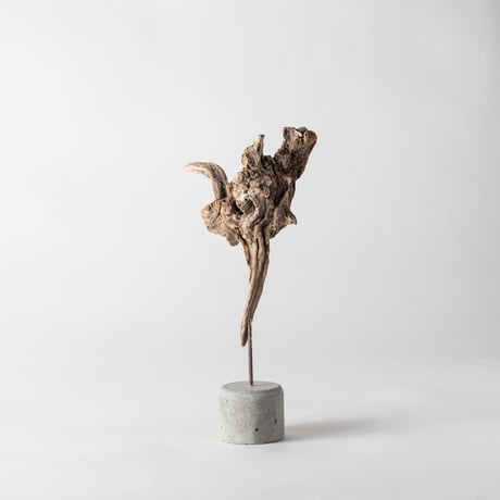ostrich_A