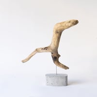 seagull