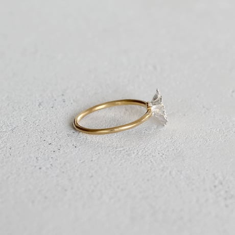 ノースポールのリング / Chrysanthemum north pole ring