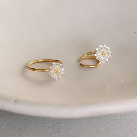 ノースポールのリング / Chrysanthemum north pole ring