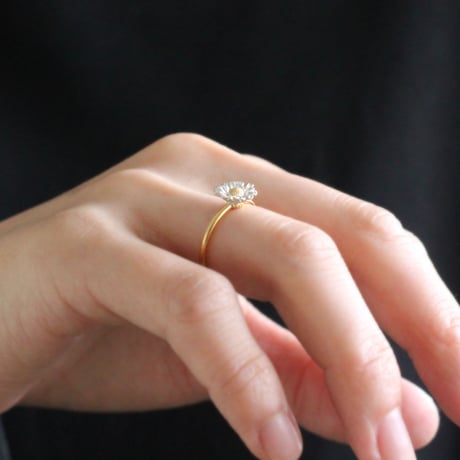 ノースポールのリング / Chrysanthemum north pole ring