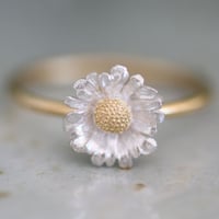 ノースポールのリング / Chrysanthemum north pole ring