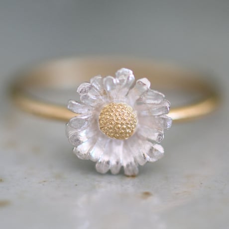 ノースポールのリング / Chrysanthemum north pole ring