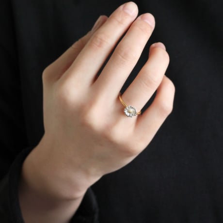 ノースポールのリング / Chrysanthemum north pole ring