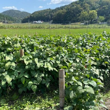 【10月限定】丹波篠山おくも村の黒枝豆2kg（枝付2本）