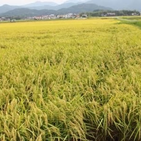 【兵庫県産】【新米】丹波篠山たぶち農場のこしひかり令和4年産（特別栽培米）10㎏【選べる精米】