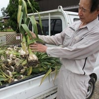 ジャンボにんにく200g（兵庫県小野産）