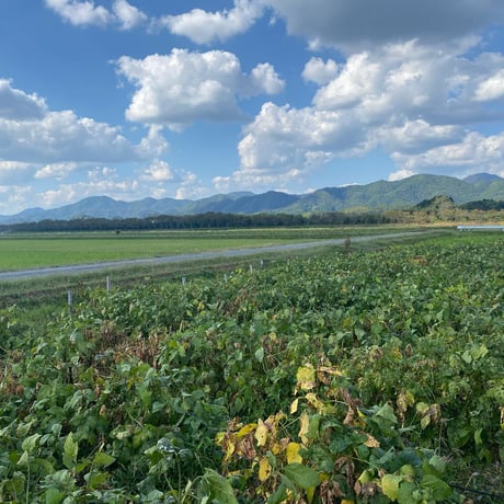 【10月限定】丹波篠山おくも村の黒枝豆2kg（枝付2本）